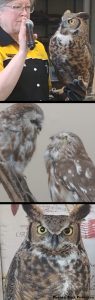 Visit - International Owl Center - International Owl Center